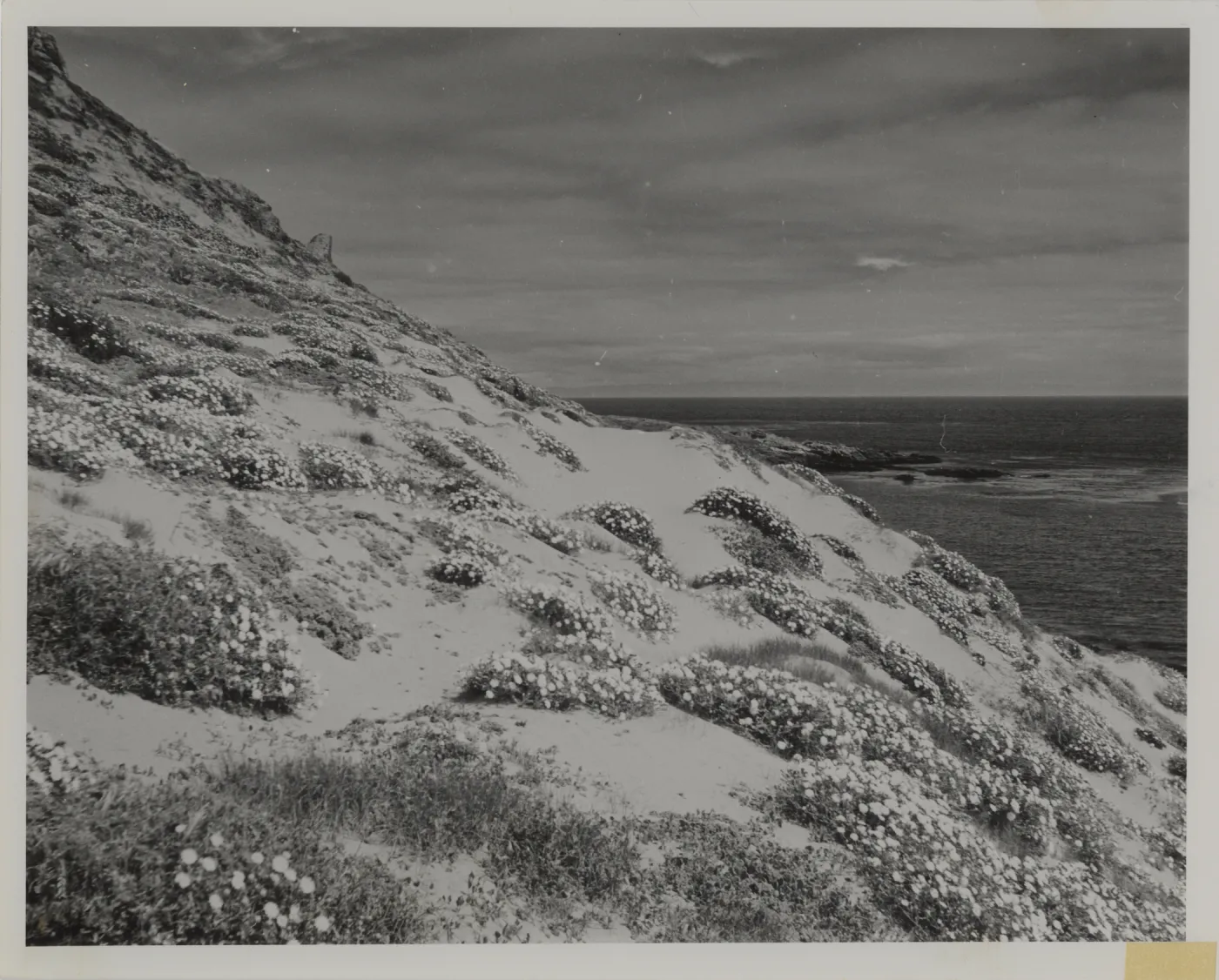 'With sheep removed, San Miguel Island is lsowly returning to its pristine glory'