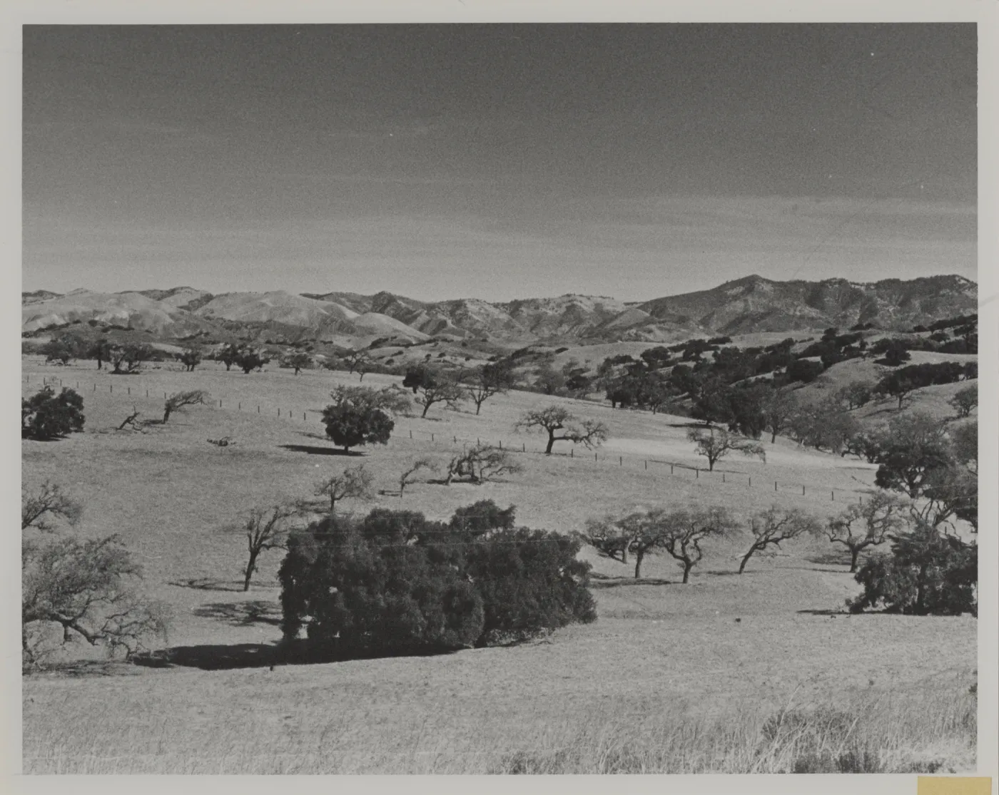 'Foothill woodland-savanna east of Los Alamos, with Coast Live Oak and the deciduous Valley Oak'