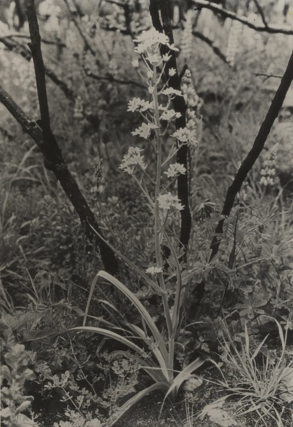 'Native vegetation is stimulated after a burn', Chaparral Zigadenus in flower