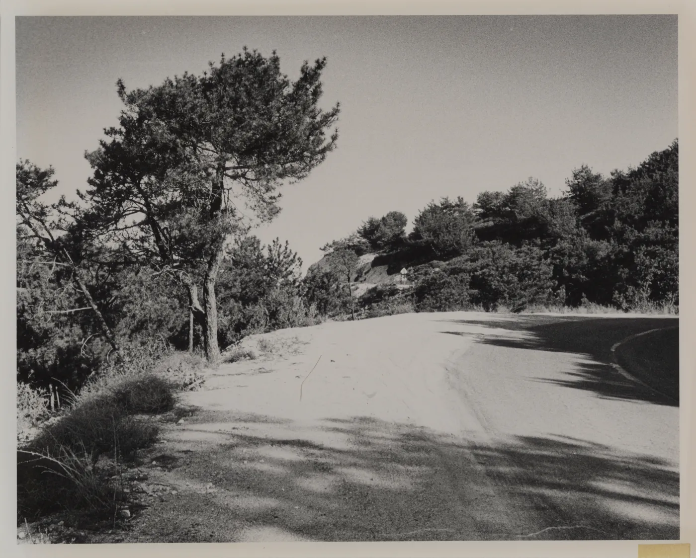'Closed-cone pine forest, with Bishop Pine and forms of the Santa cruz Island pine at summit of the Purisima Hills north of Lompoc'