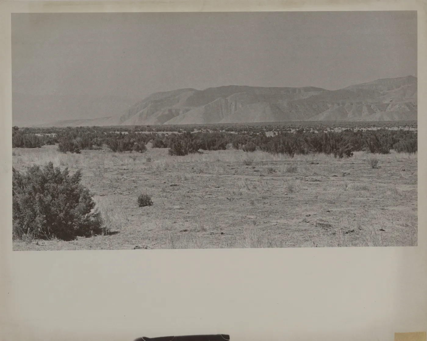 'Iodine Bush (Allenrolfea) on flats of cattle range southeast of Caliente Mountain in lower Cuyama Valley'