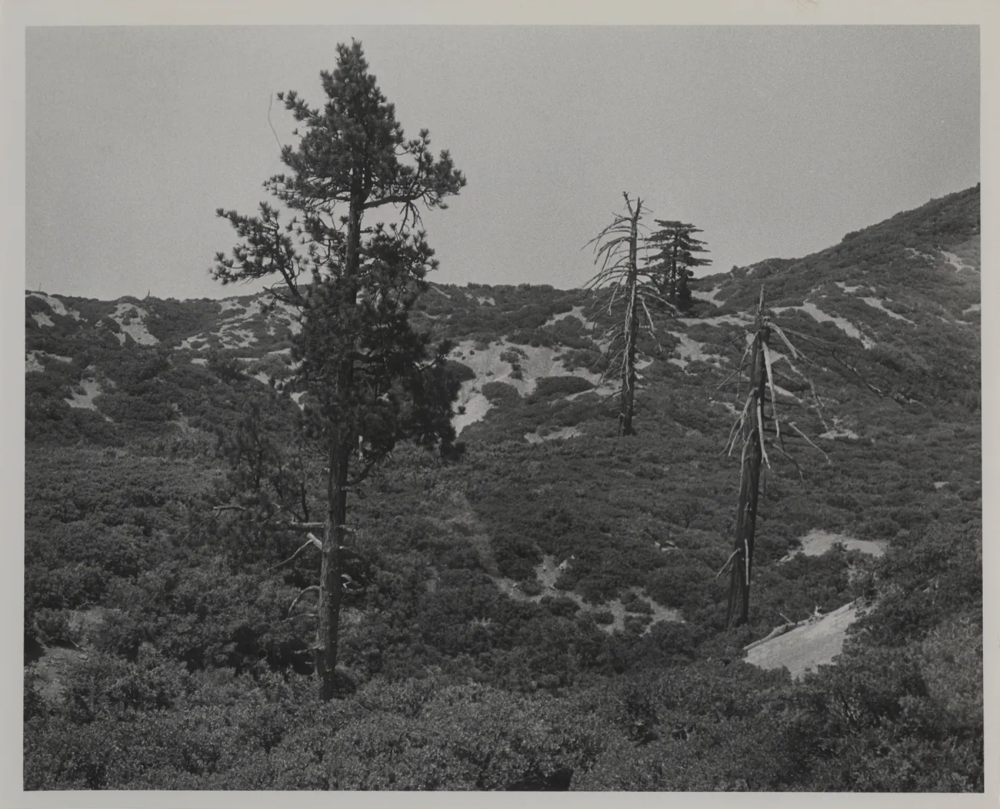 pines and chaparral, Monte Arido
