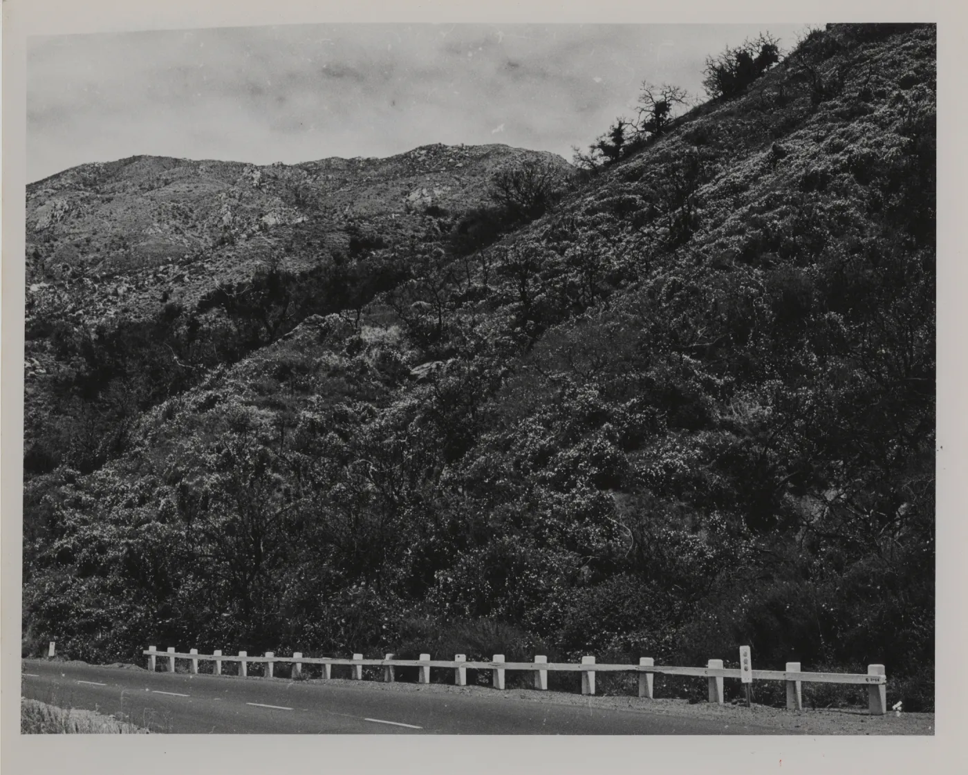 morning glory blooming on San Marcos Pass, after fire