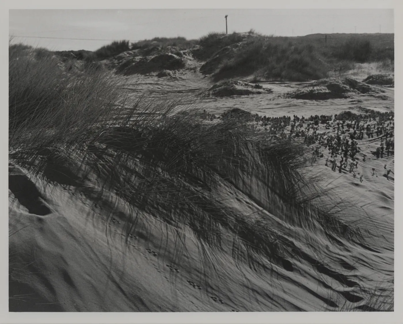 windswept sand dune, Surf
