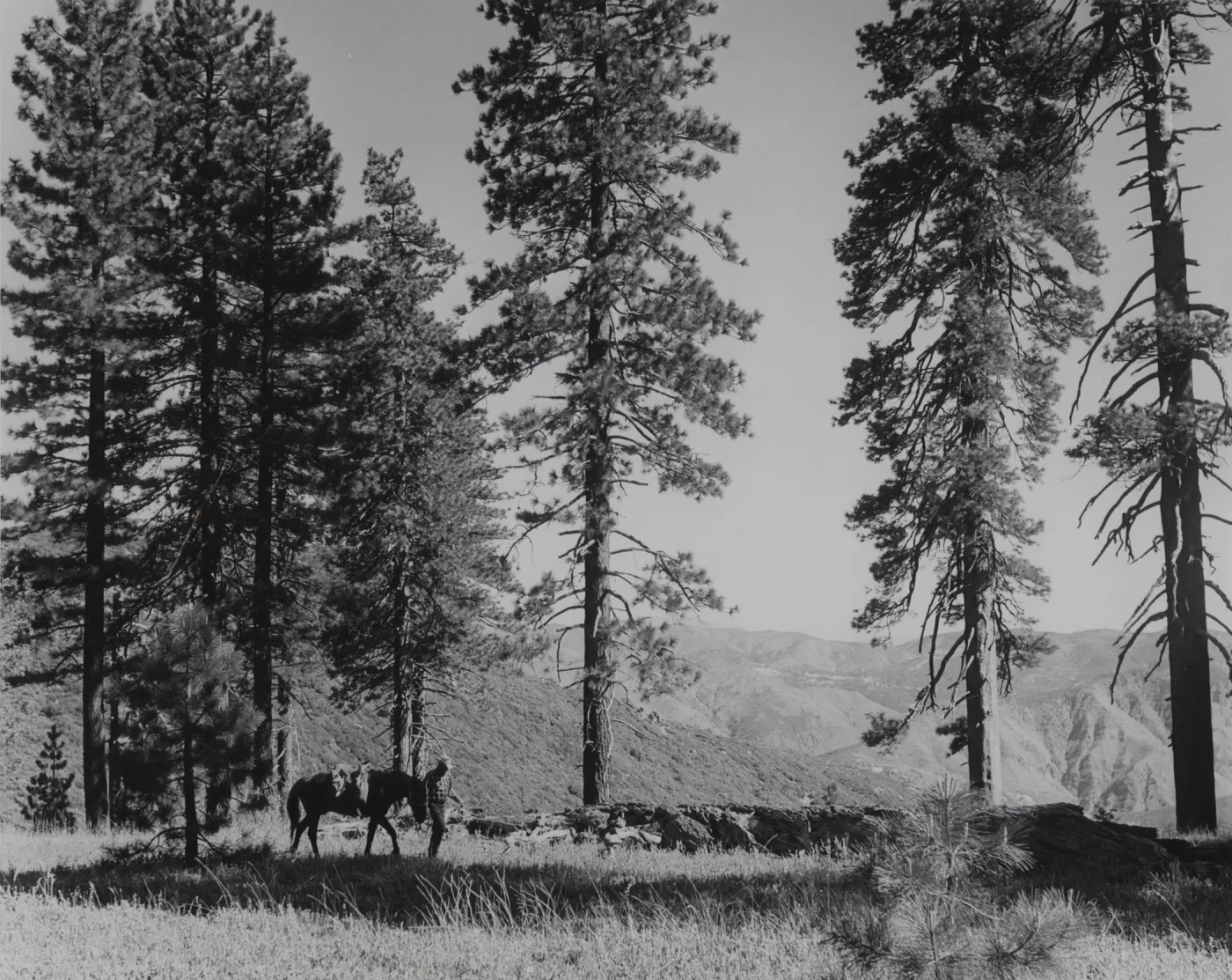 Pinus ponderosa, head of Falls Canyon near Mission Pine Basin