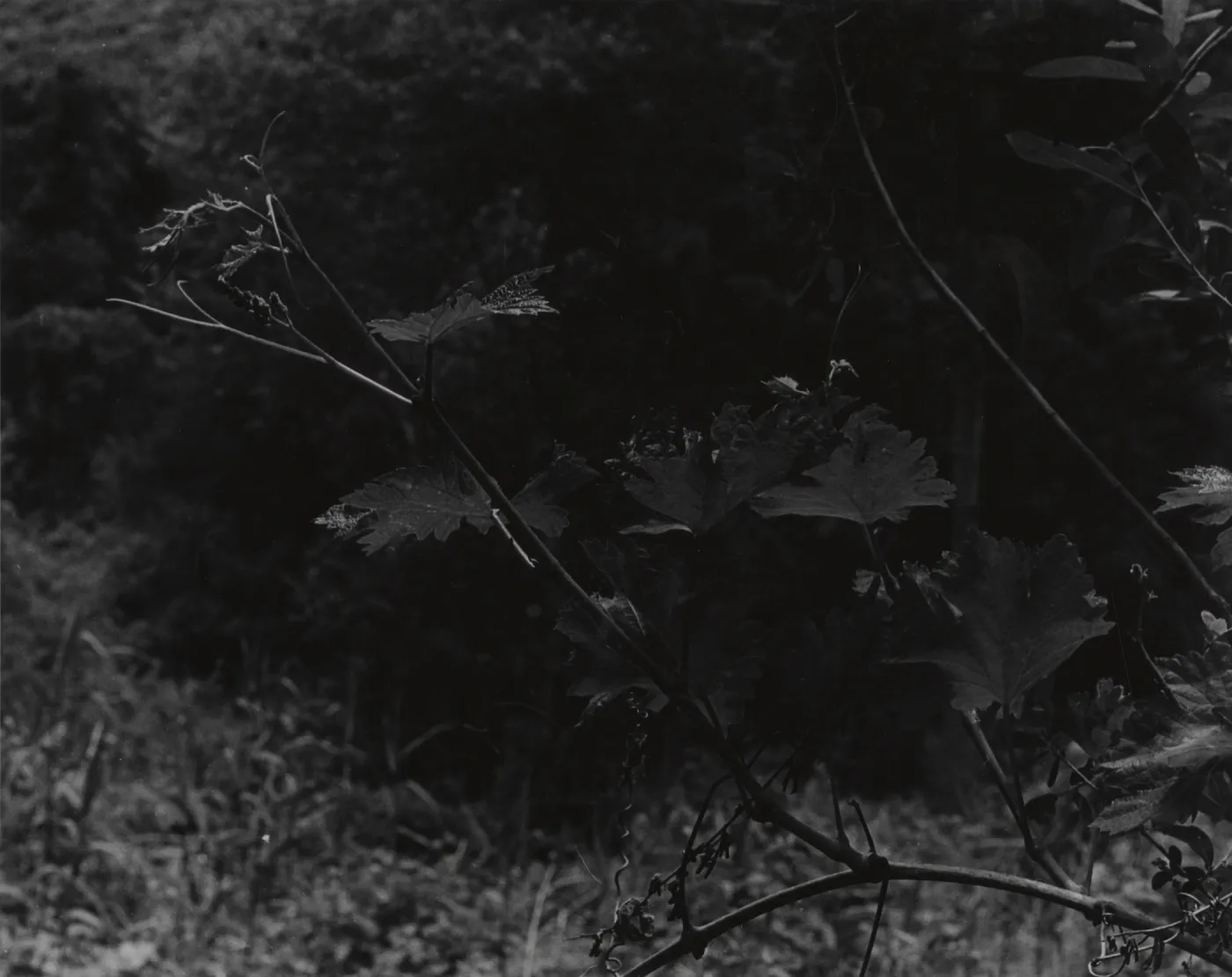 new whip on grapevine, Santa Cruz Creek, below Big Pine Mountain