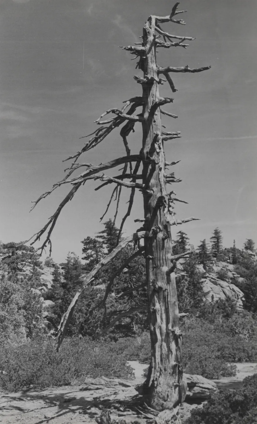 dead tree snag, Mission Pine Mountain
