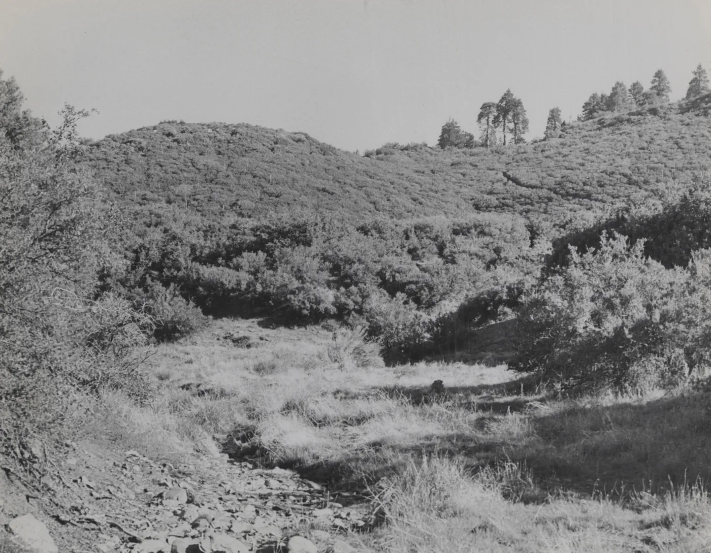 edge of Mission Pine Basin