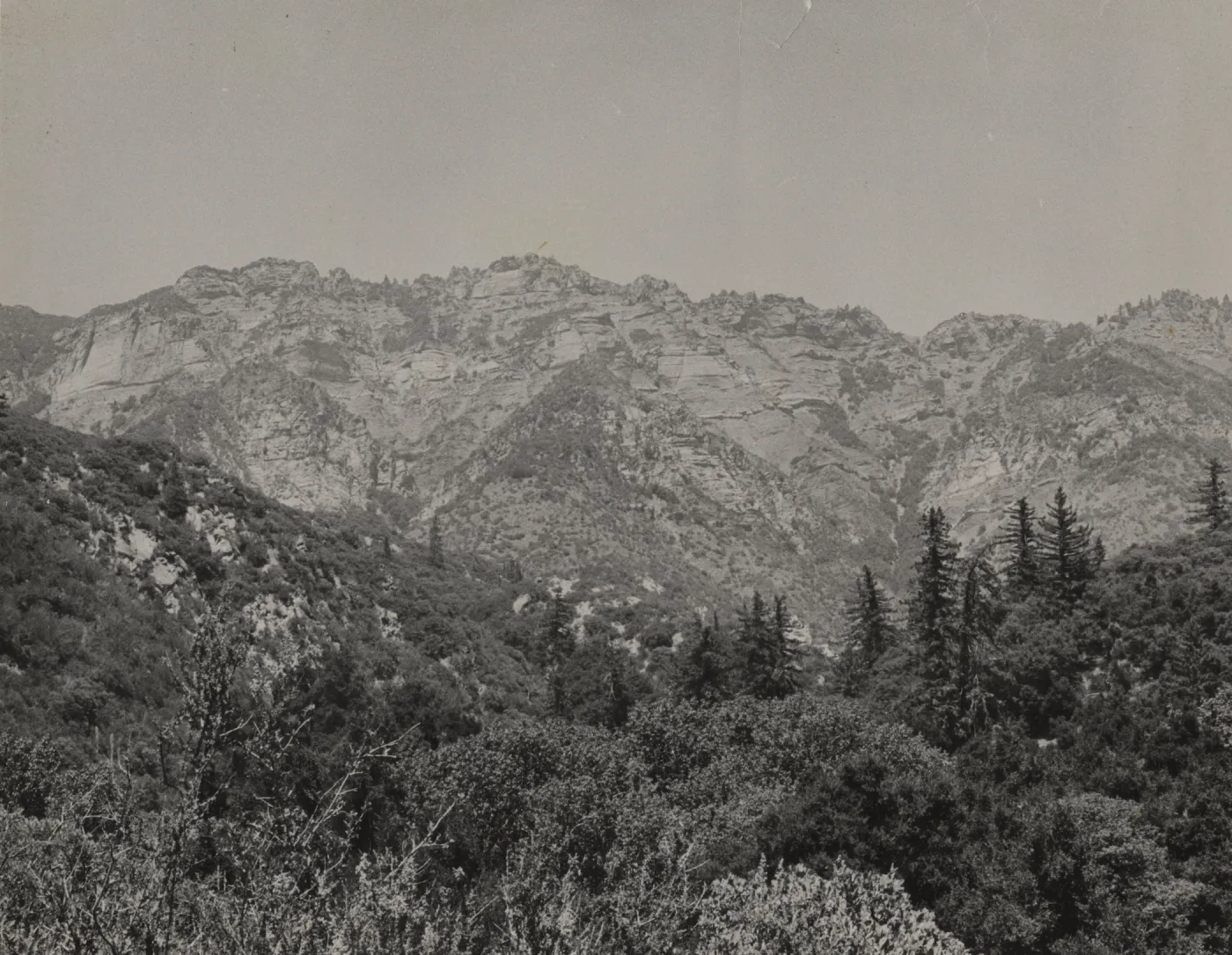 Ridge west of Big Pine Mountain, looking north from Jack Rabbit Flat, Bigcone Spruce in foreground