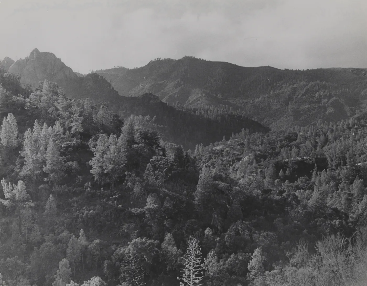Grey pine woodland near junction of Sisquoc river and Manzana Creek