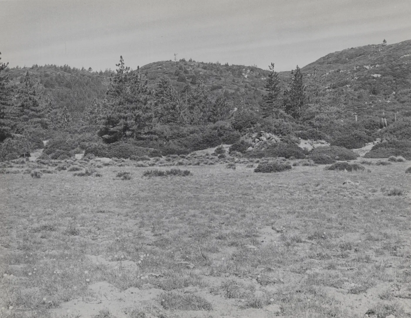 Mission Pine Basin
