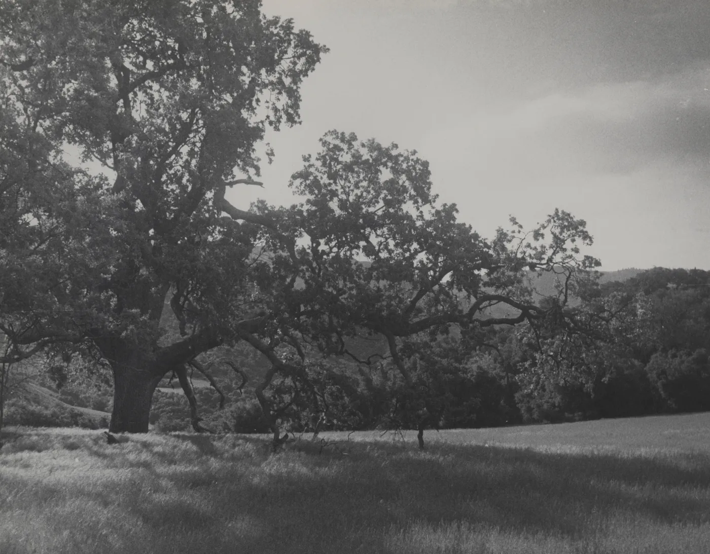 Santa Ynez Valley(?)