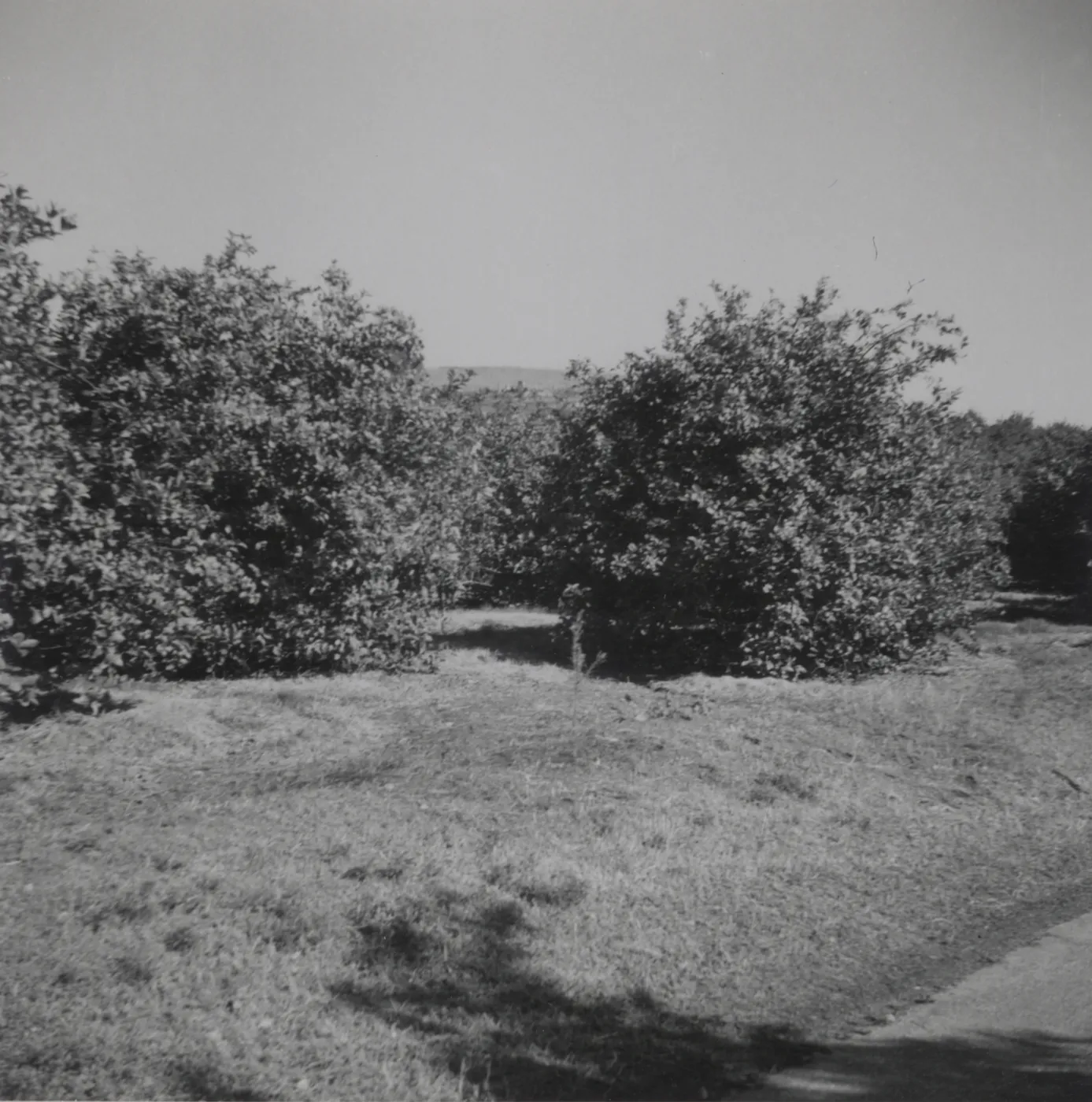 Historic photo of Hay Hill