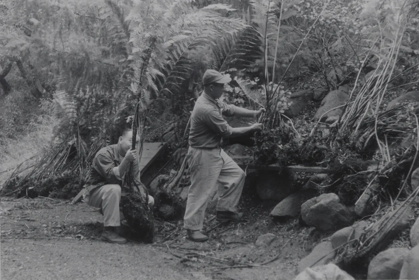 Redwood Slope, planting of Woodwardia fimbriata