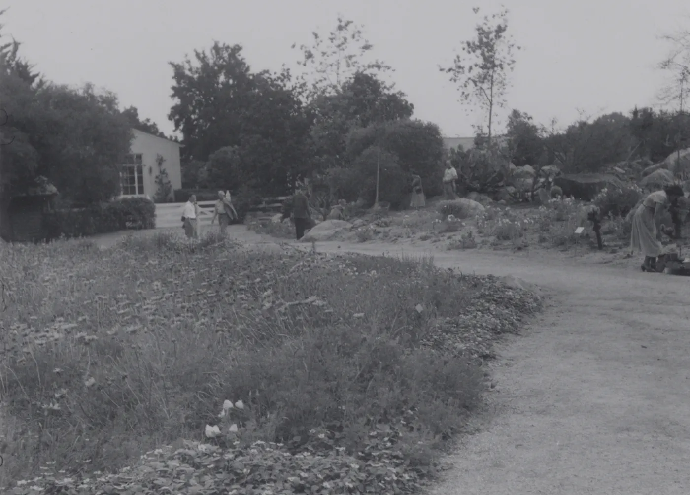 Ground Cover Display, lower Meadow