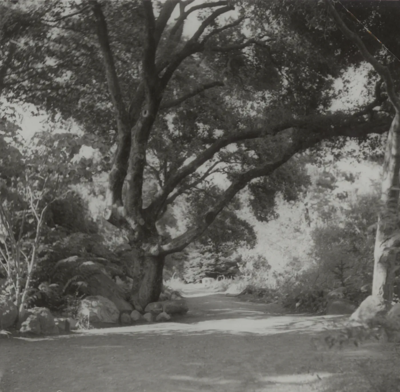 Canyon trail, Mission Canyon