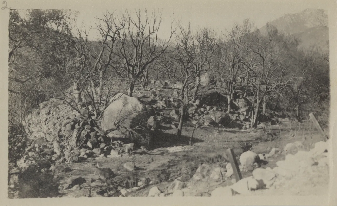Lower part of the Arroyo & Ceanothus Sections, after 1919 fire
