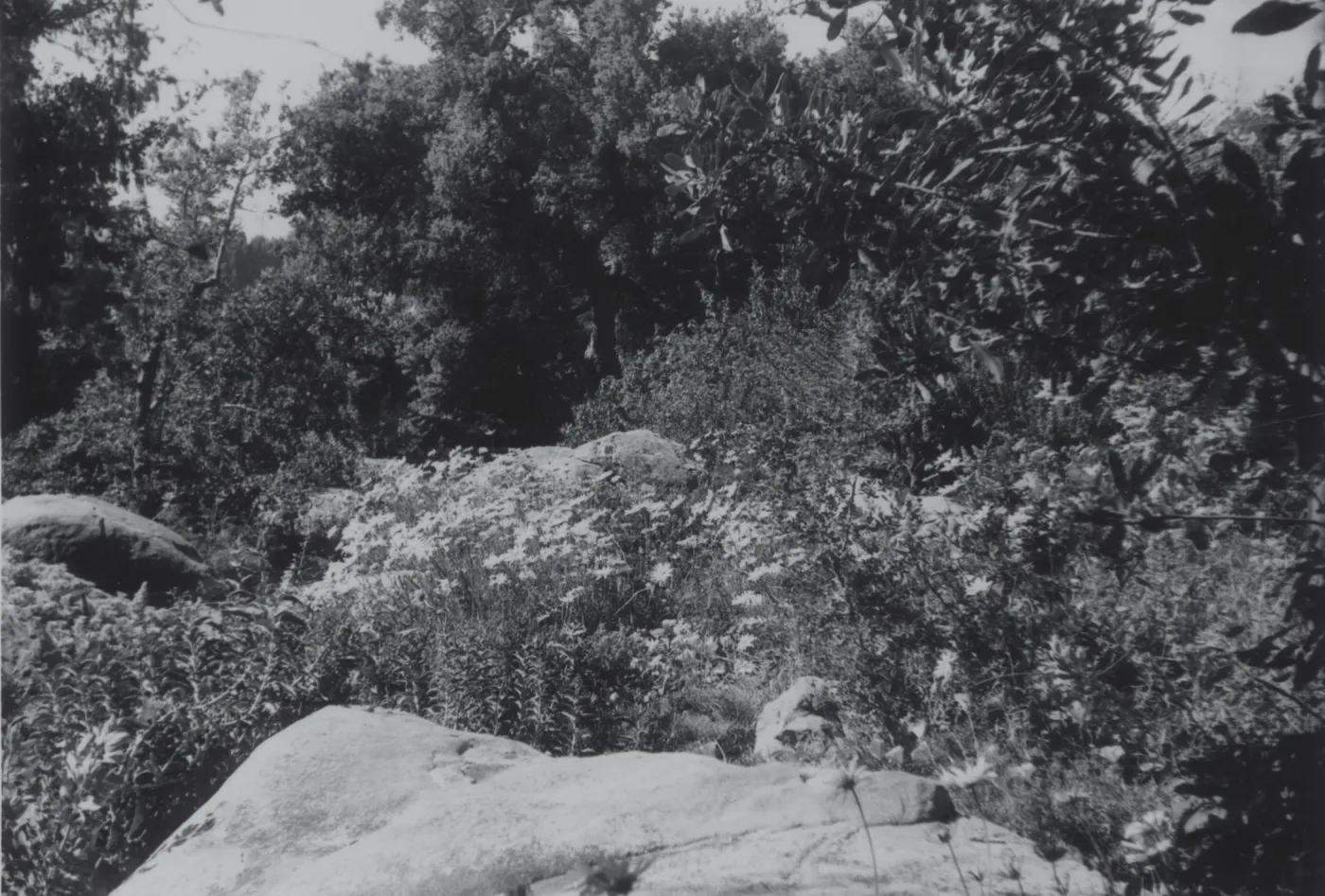 Ceanothus Section, 1969