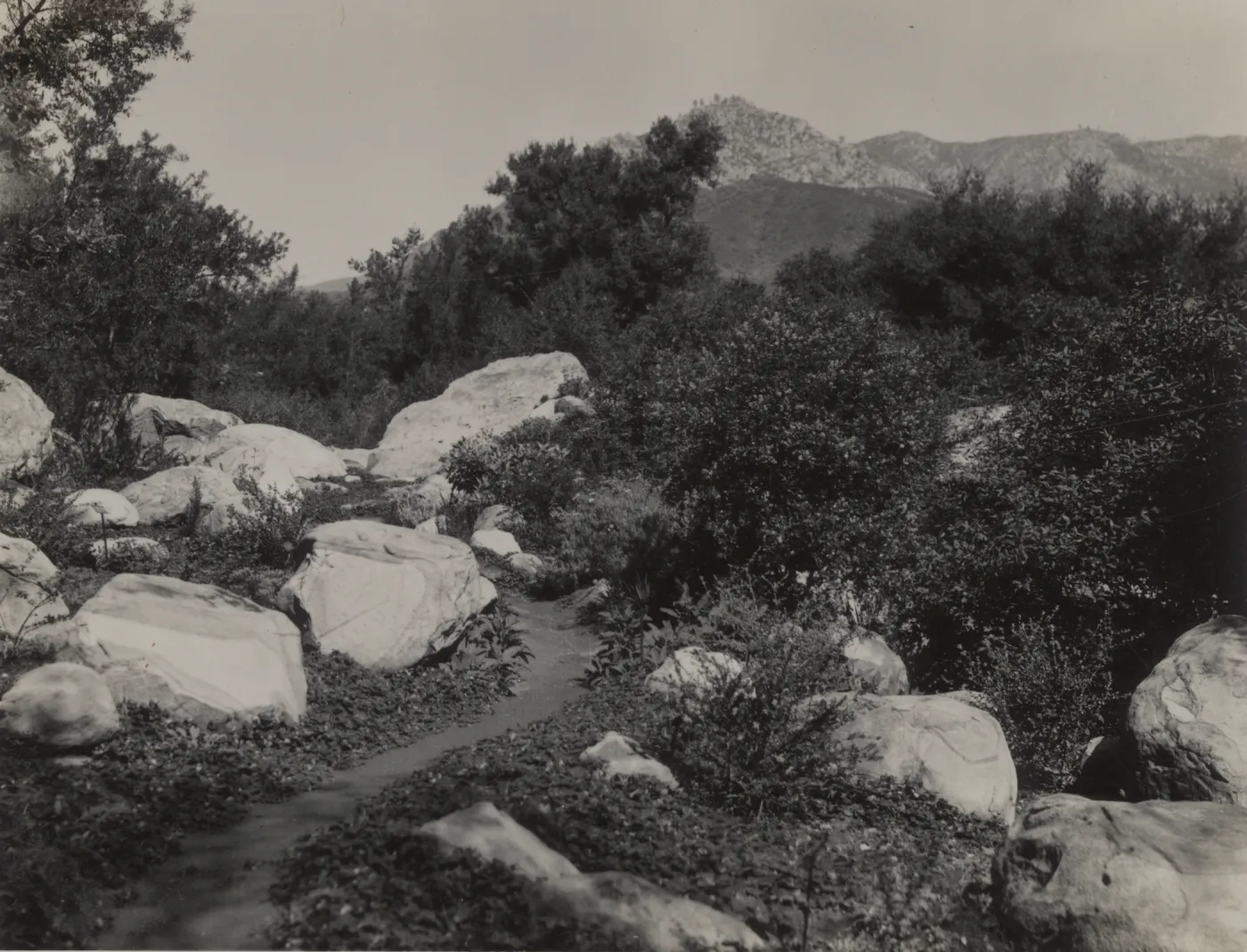 Ceanothus Section, 1939