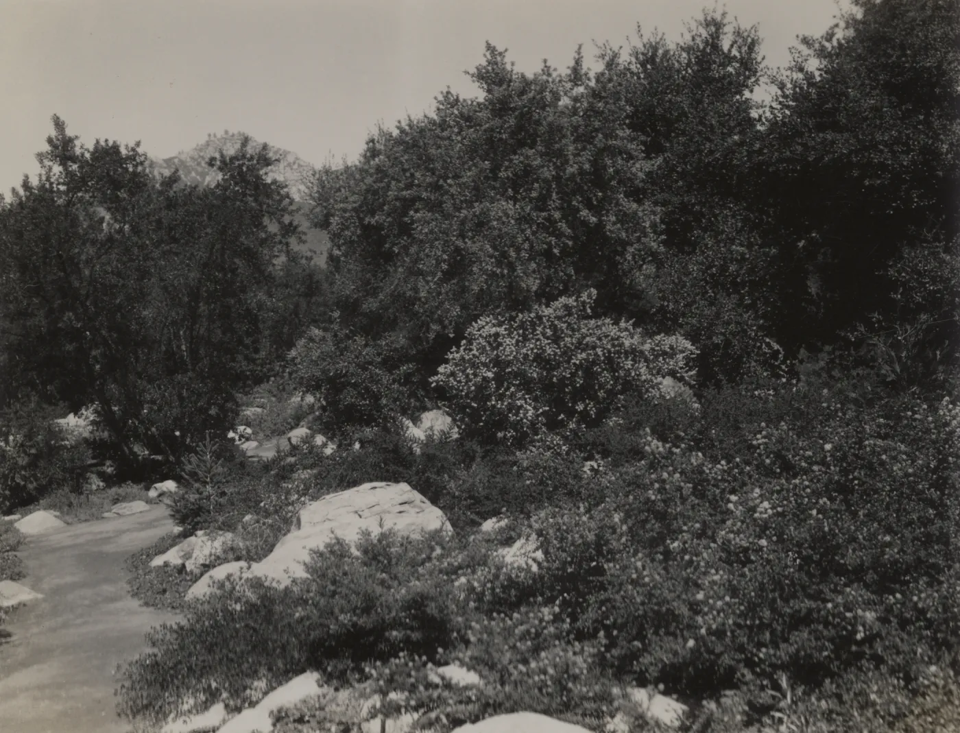 Ceanothus Section, 1939