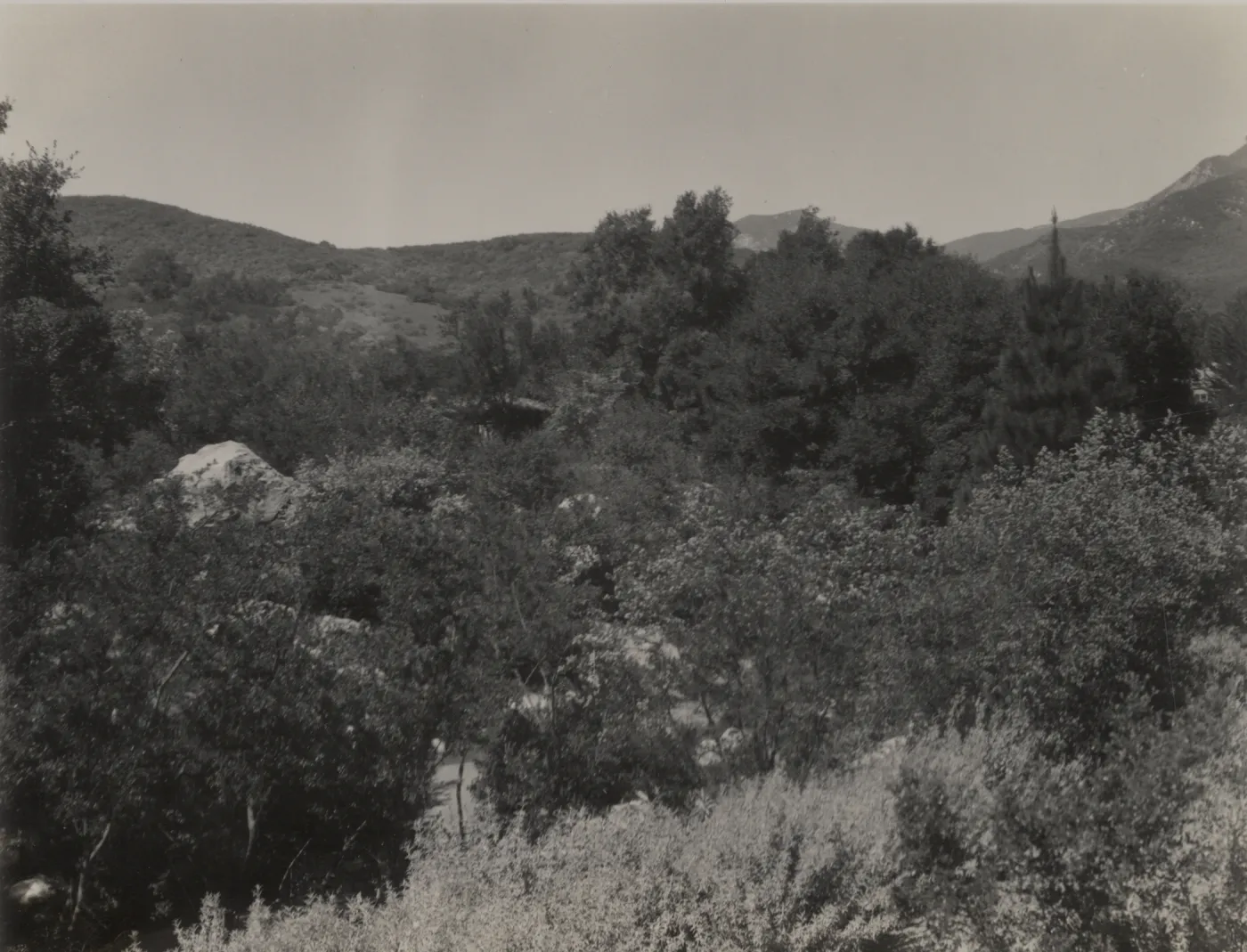 Ceanothus Section from County Road, 1939