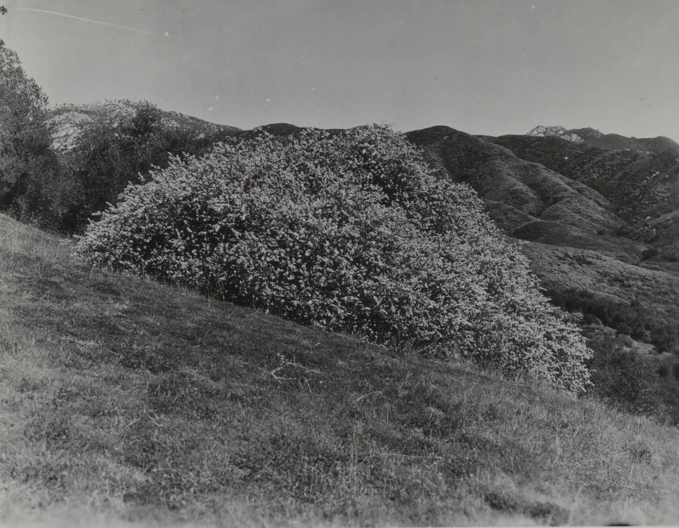 Ceanothus (California Lilac), 1939