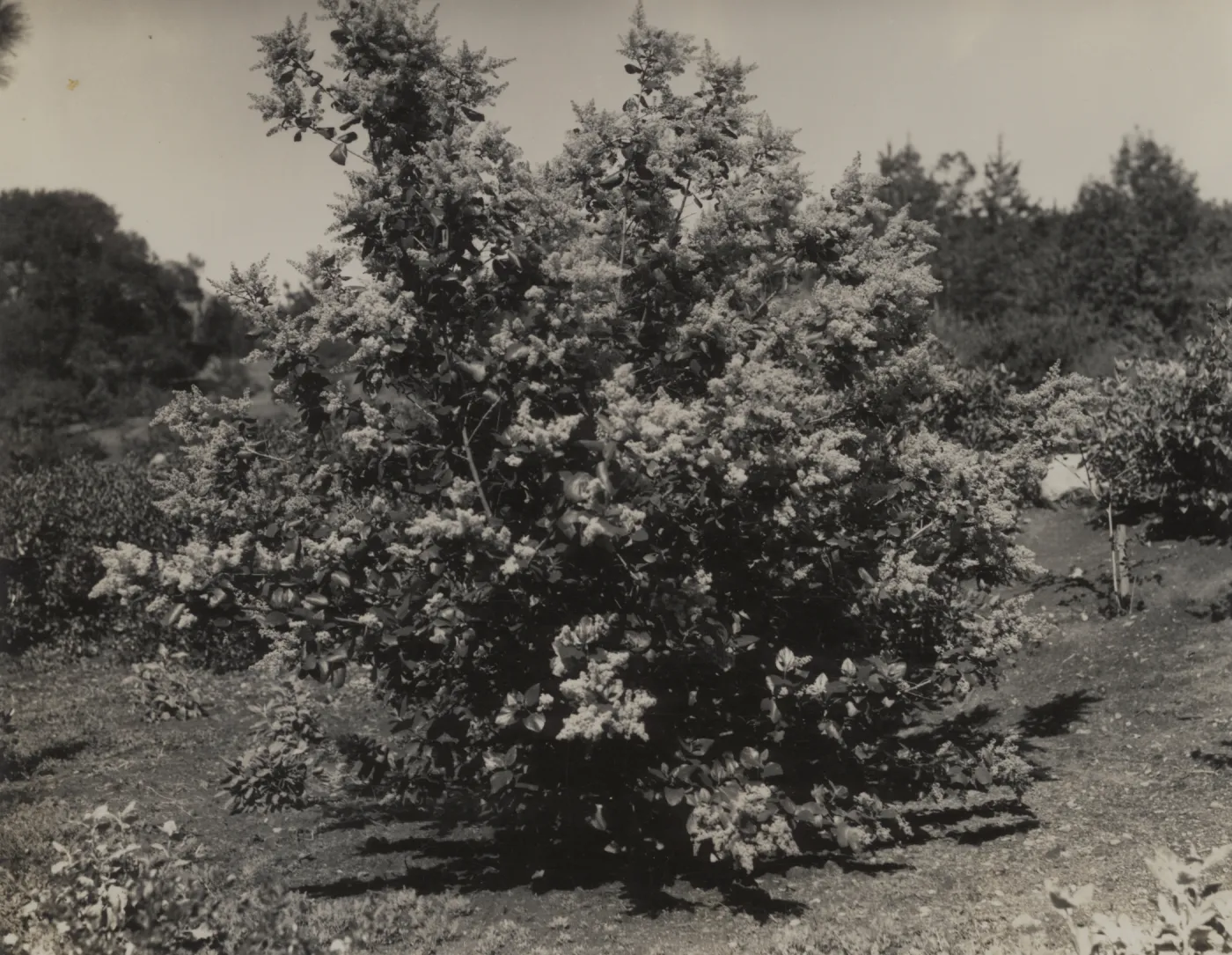 Ceanothus arboreus, 1939
