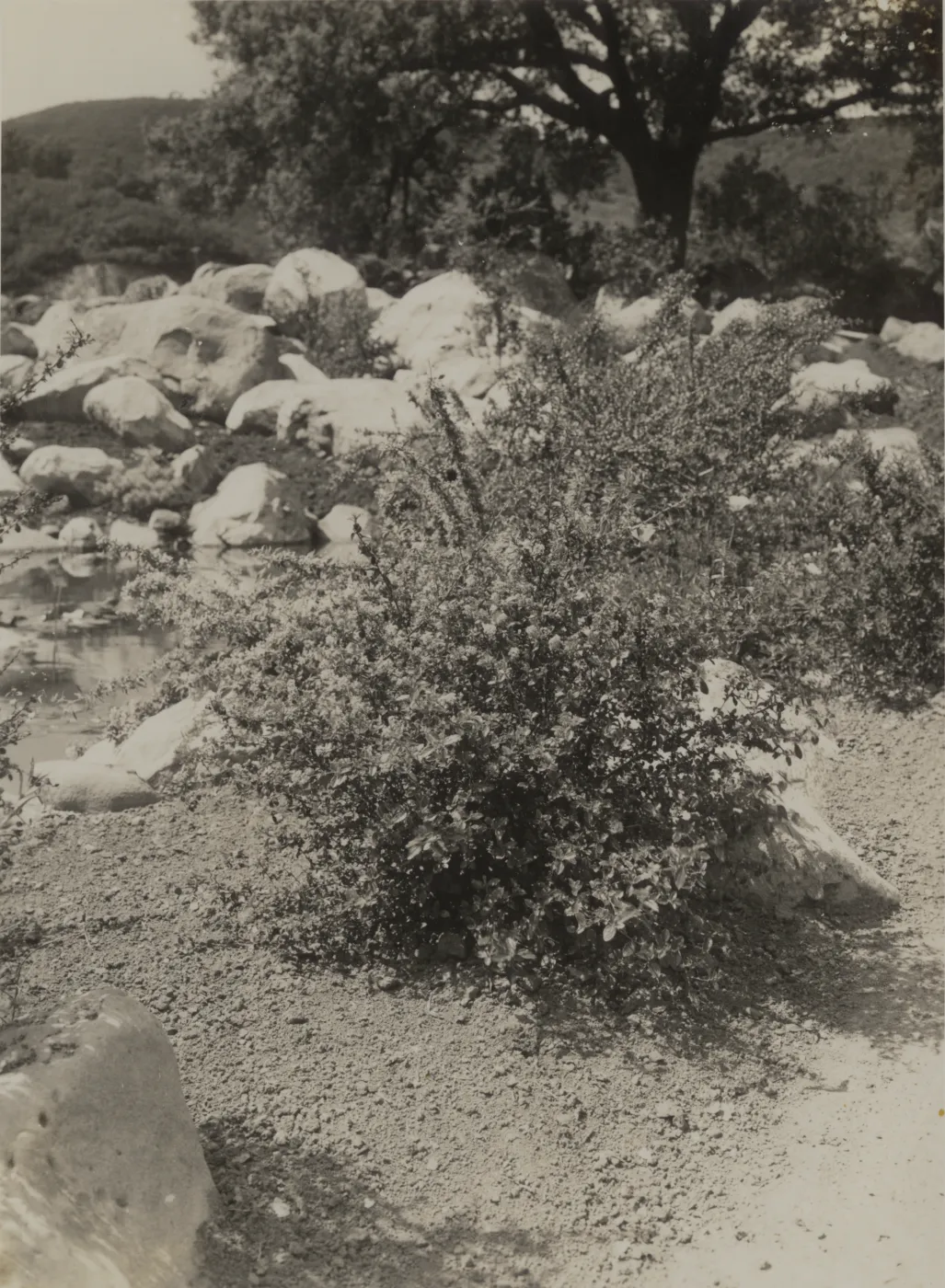 Ceanothus foliosus in the Garden