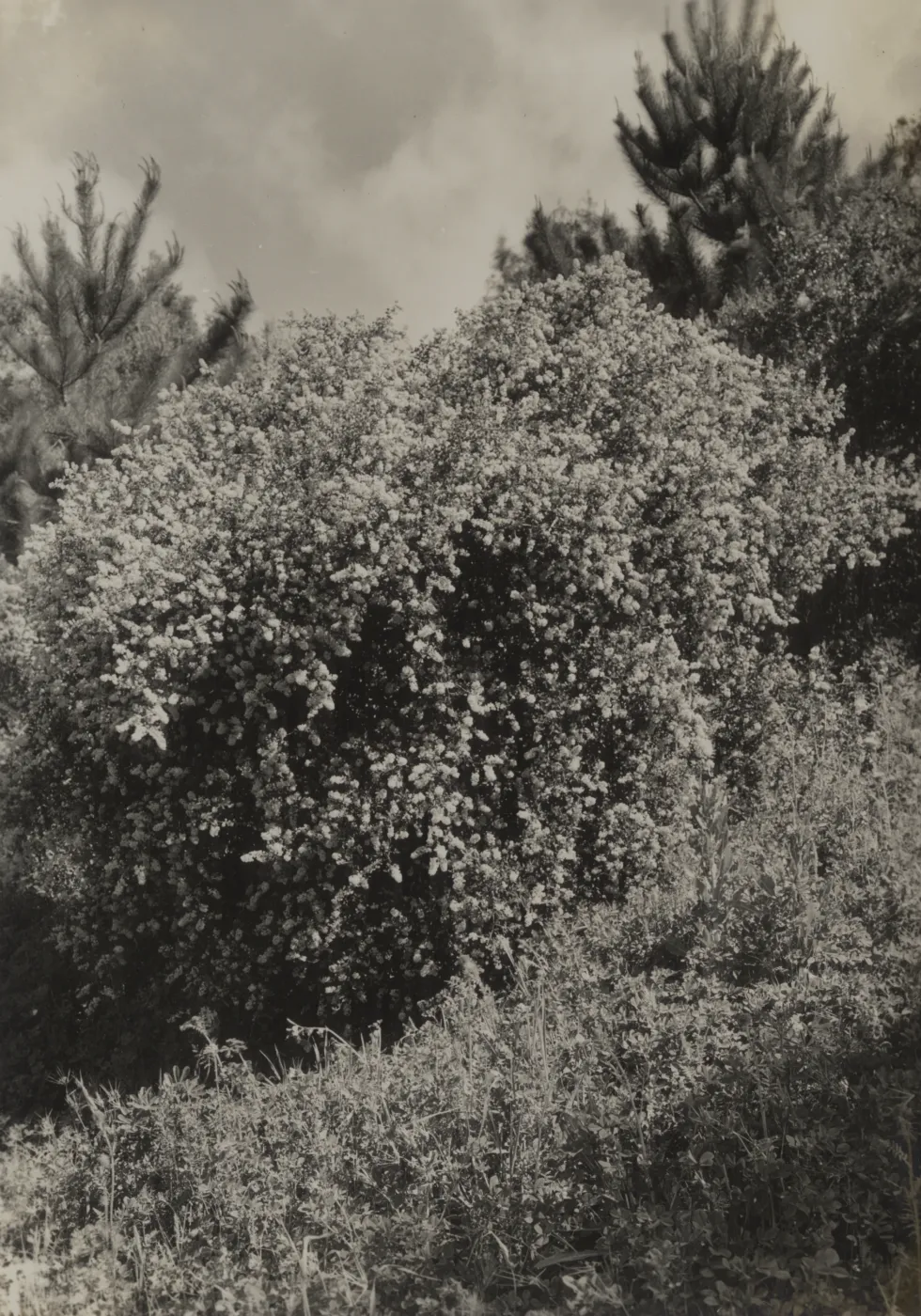 Ceanothus oliganthus var. sorediatus, 1937