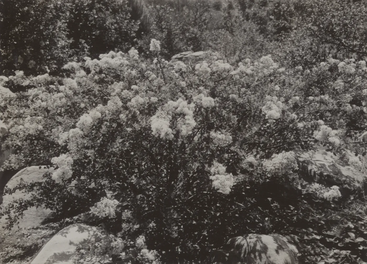 Ceanothus perplexans