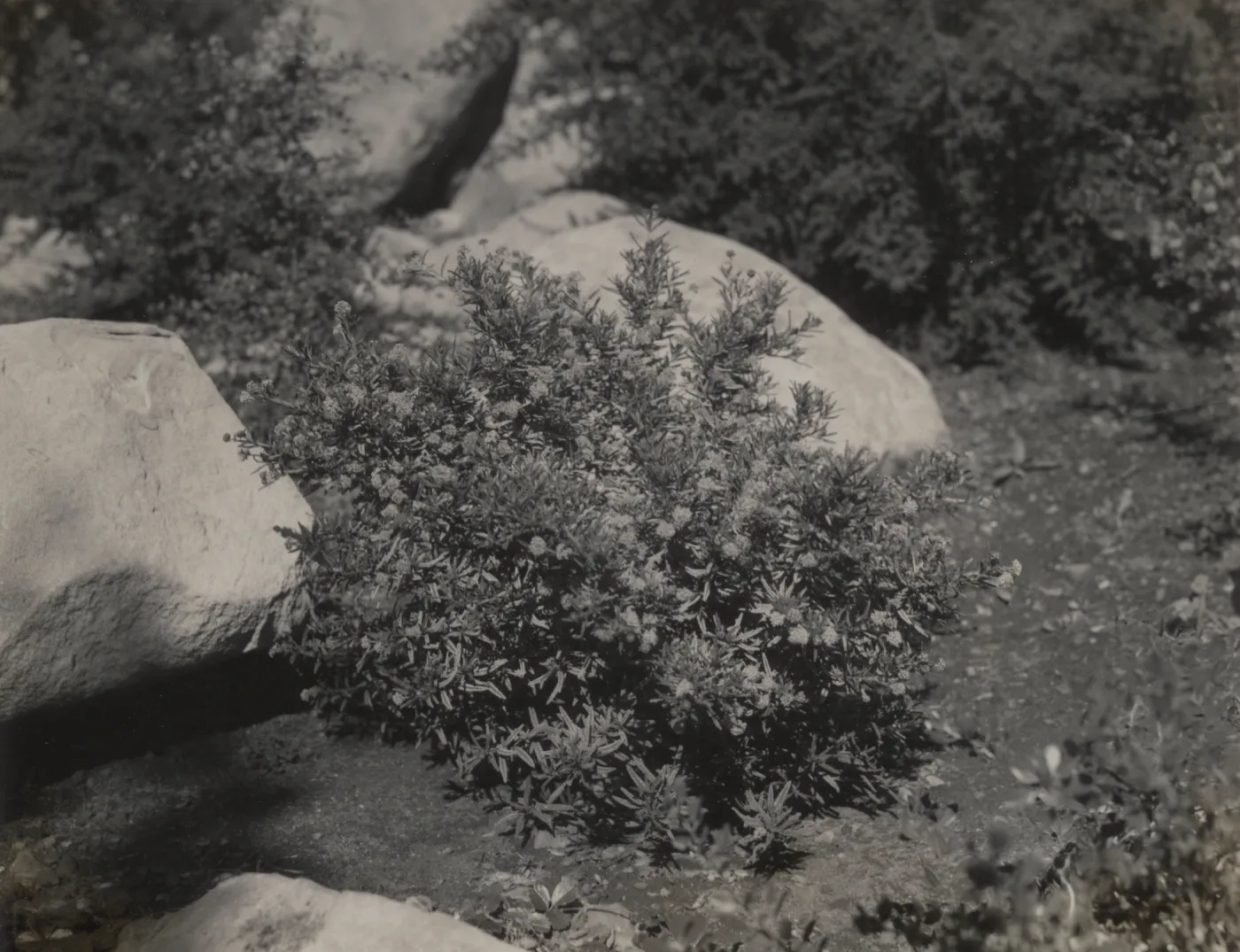 Ceanothus papillosus var. roweanus, 1939