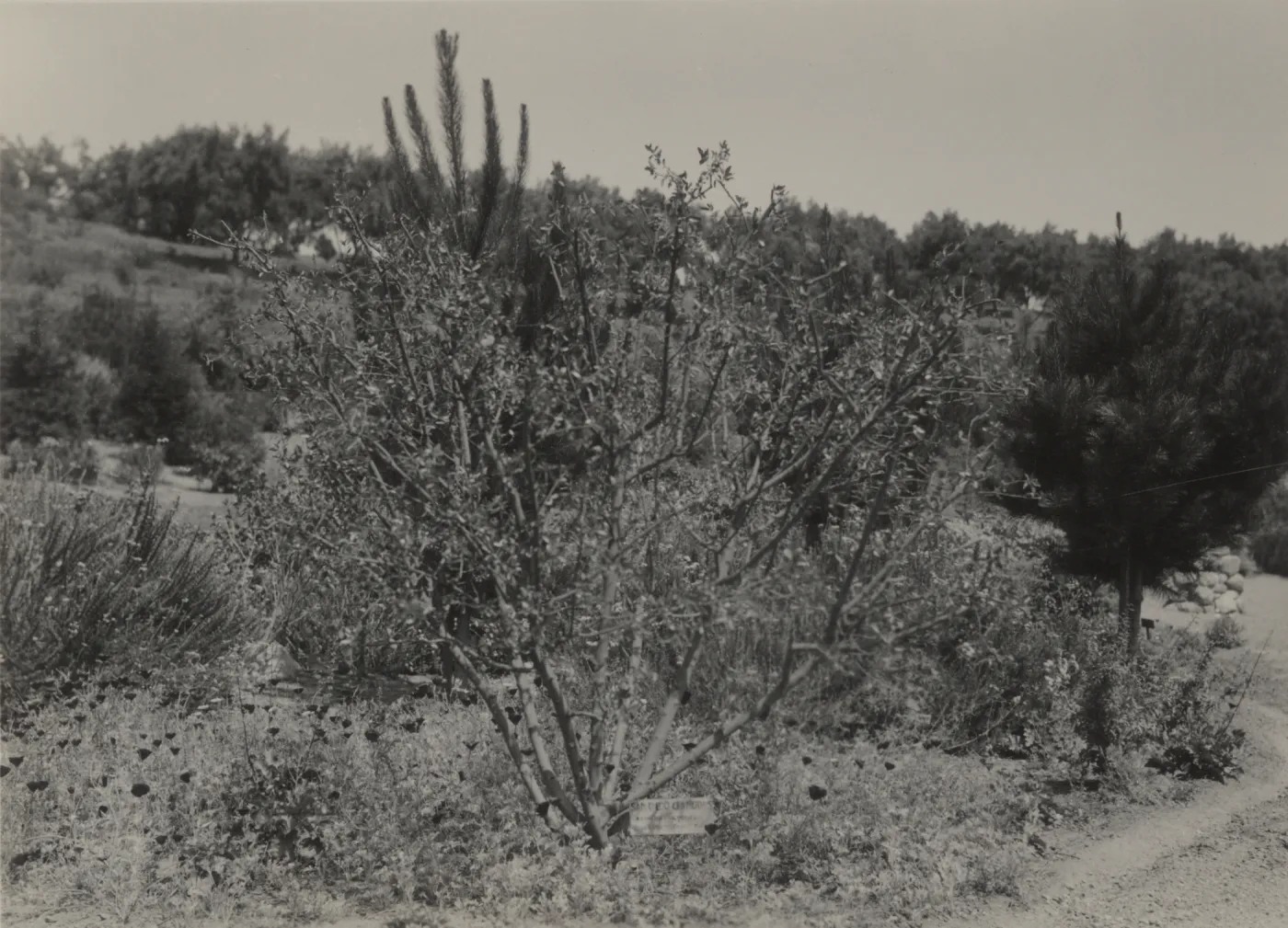 Ceanothus cyaneus (San Diego Ceanothus), circa 1937-1940
