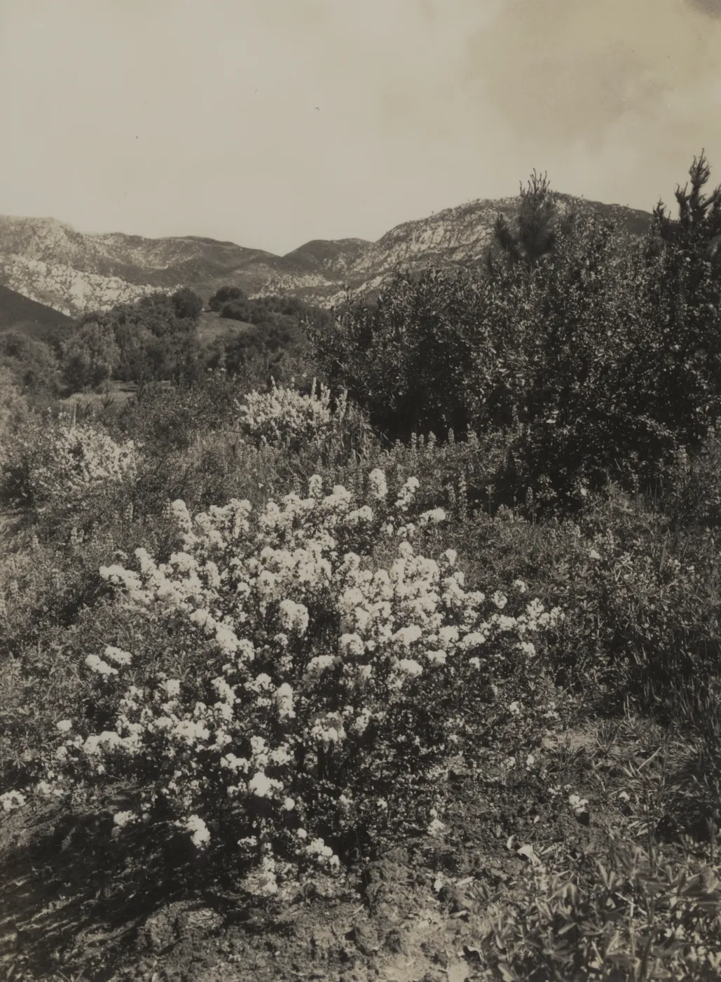 Ceanothus verrucosus, 1937