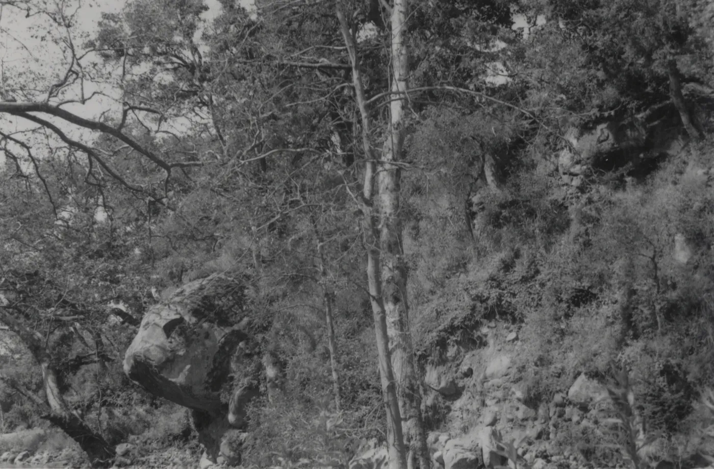 Bull's Head Rock, Mission Creek above Mission Dam, 1952
