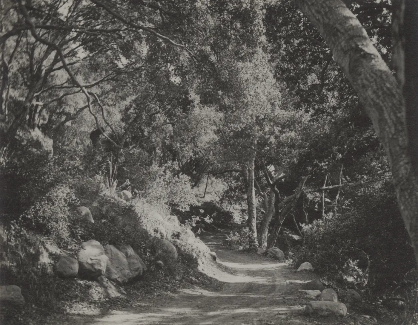 SBBG Canyon Trail, Mission Canyon