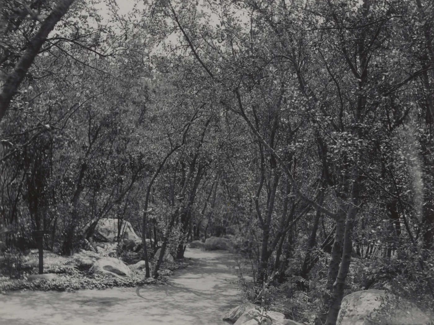 SBBG Canyon Trail, Mission Canyon