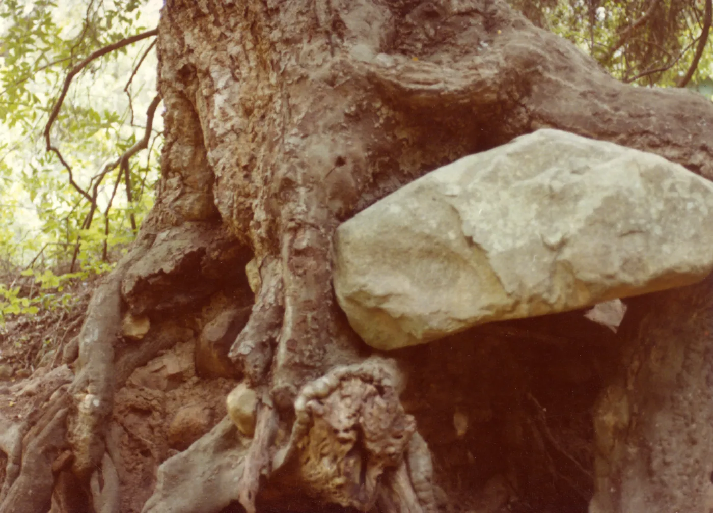 boulder entangled in tree roots 