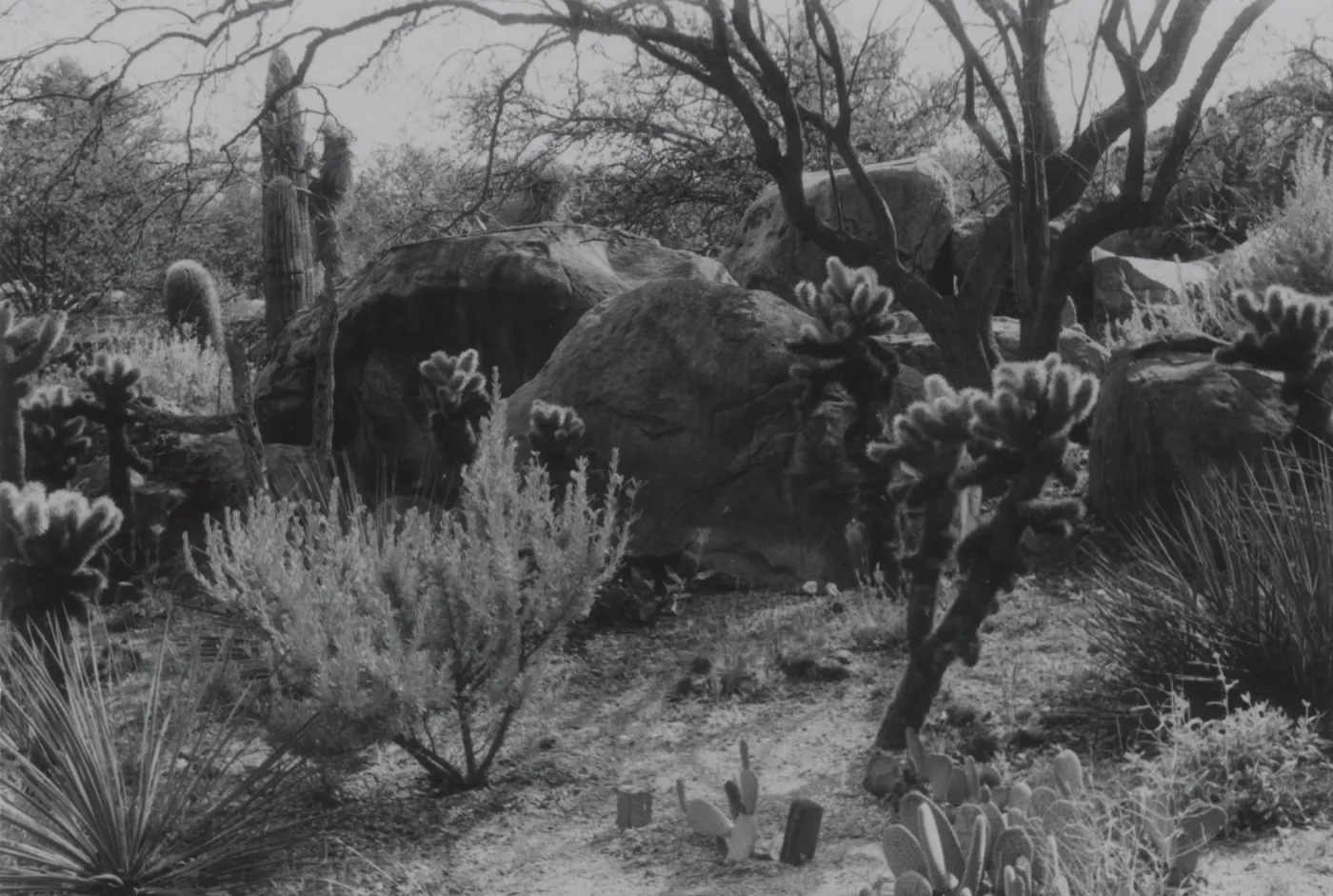 Desert Section, 1958
