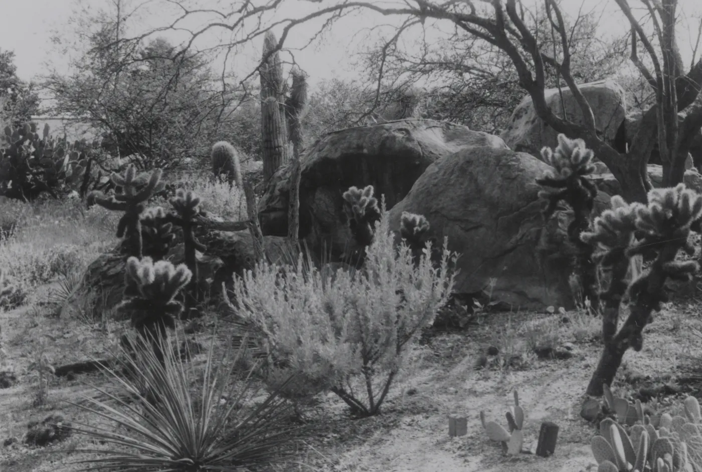 Desert Section, 1958