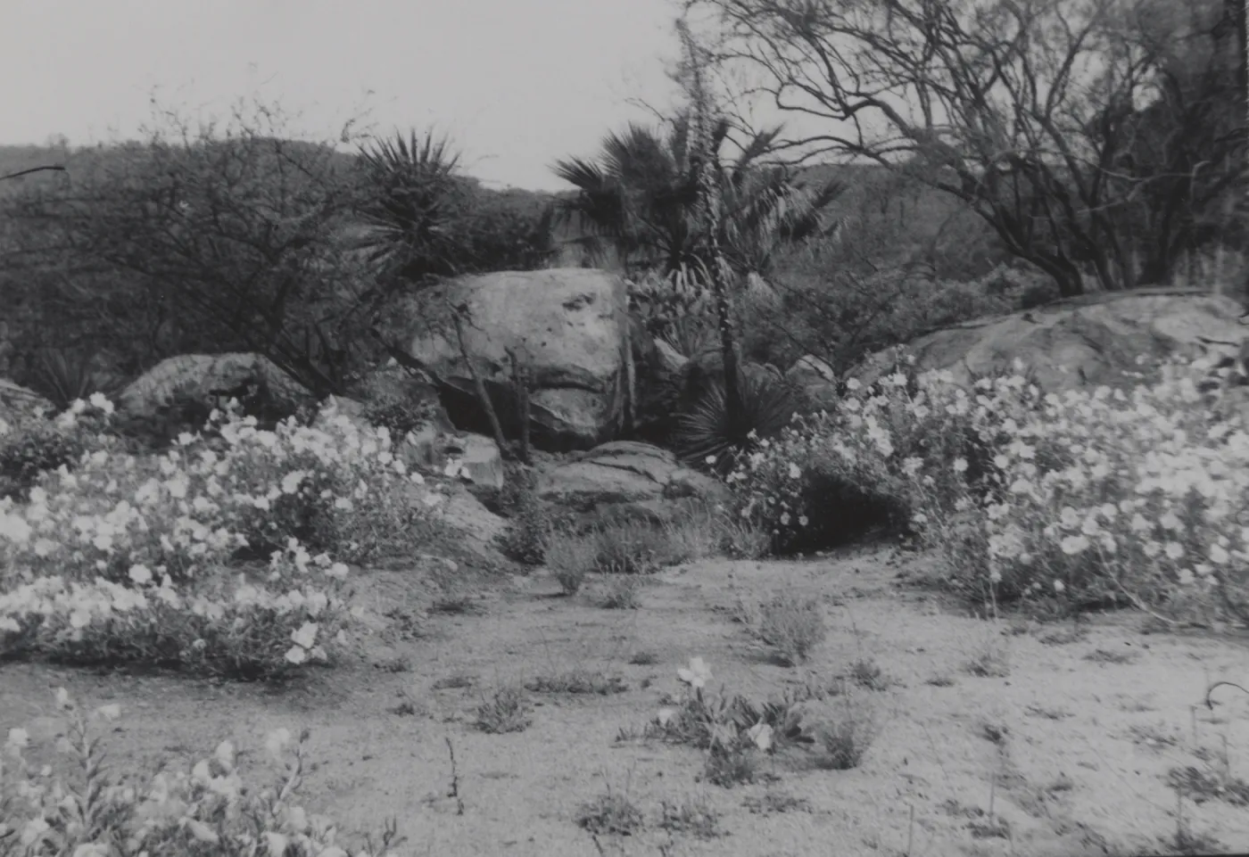 Desert Section, 1951