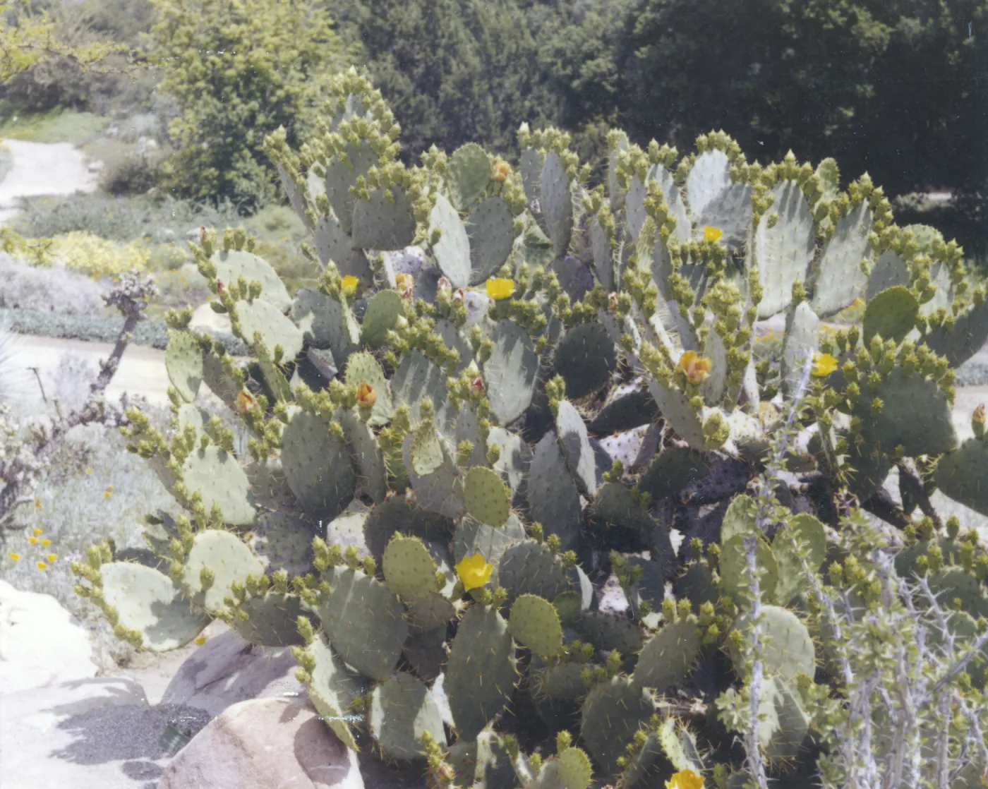 Opuntia (Prickly-pear), Desert Section, 1959