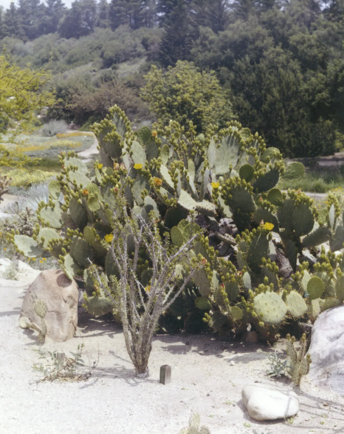 Ocotillo and Opuntia (Prickly-pear) in Desert Section, 1959