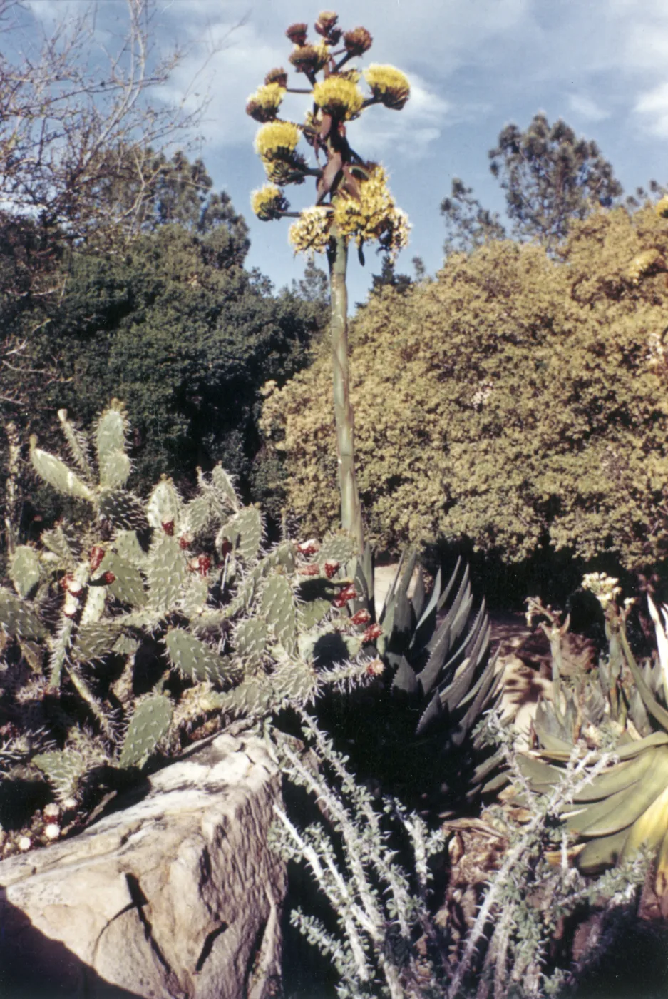 Agave (Century Plant) inflorescence, Desert Section, 1959