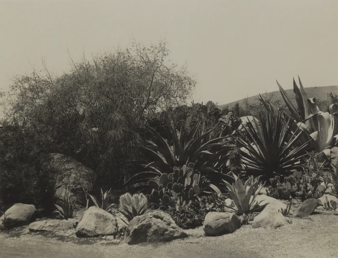 Desert Section, 'The Cactus Community'