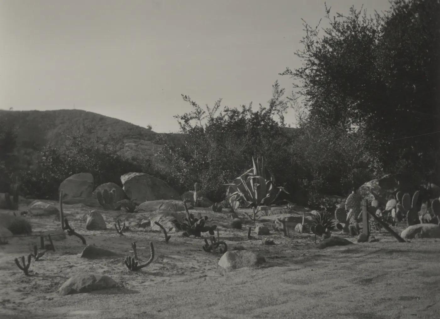 new planting in Desert Section, 1938