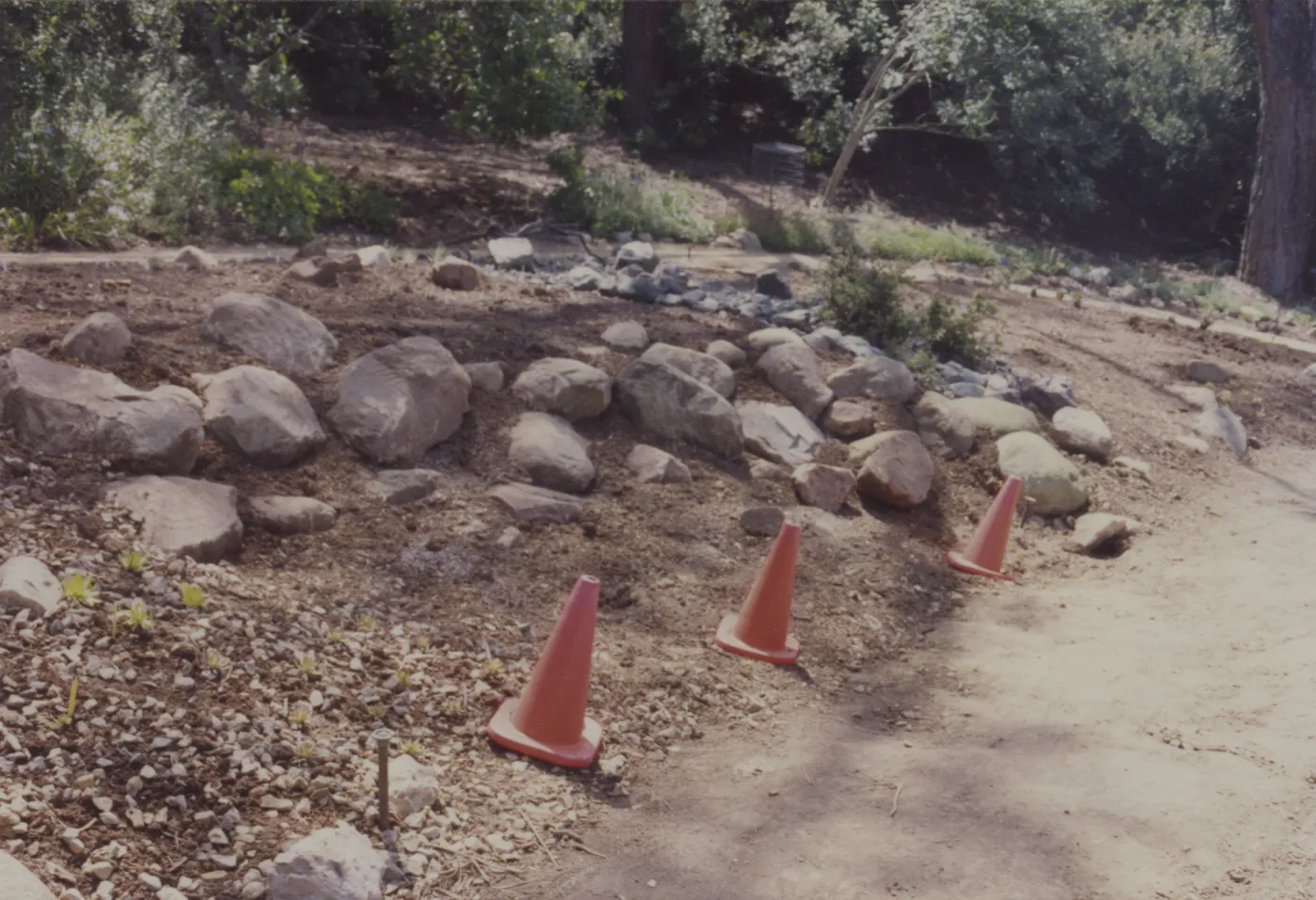 layout of new Dudleya display, 1993