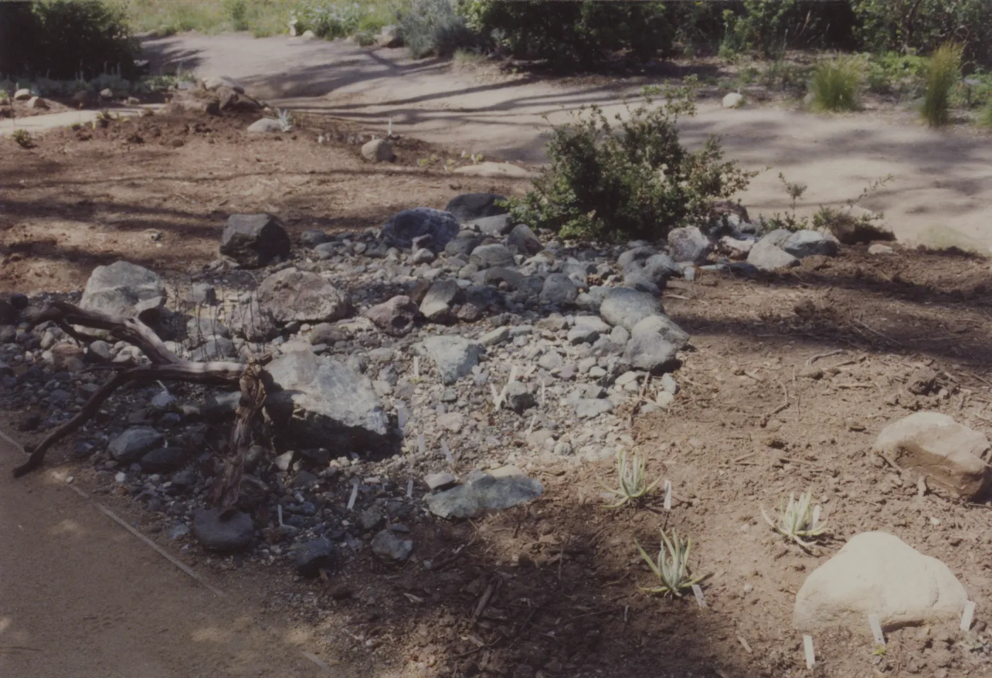 layout of new Dudleya display, 1993