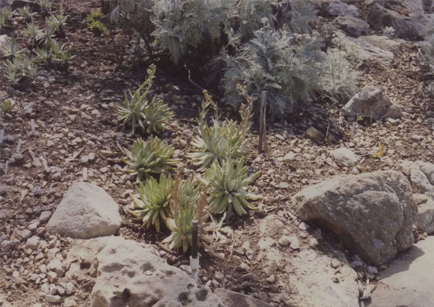 Dudleya (liveforevers) display, 1993