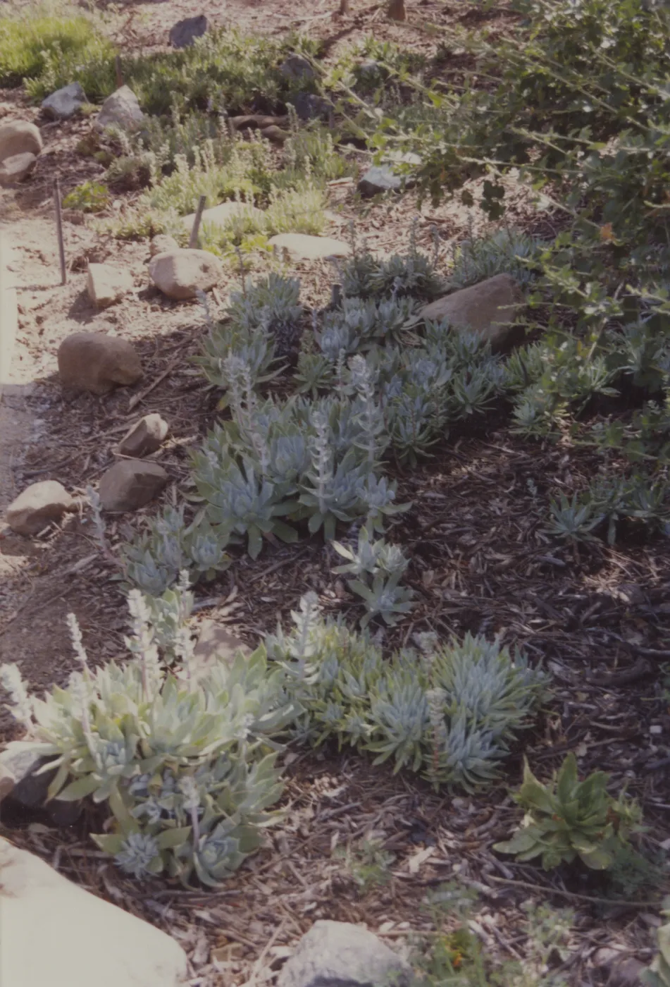 Dudleya (liveforevers) display, 1993