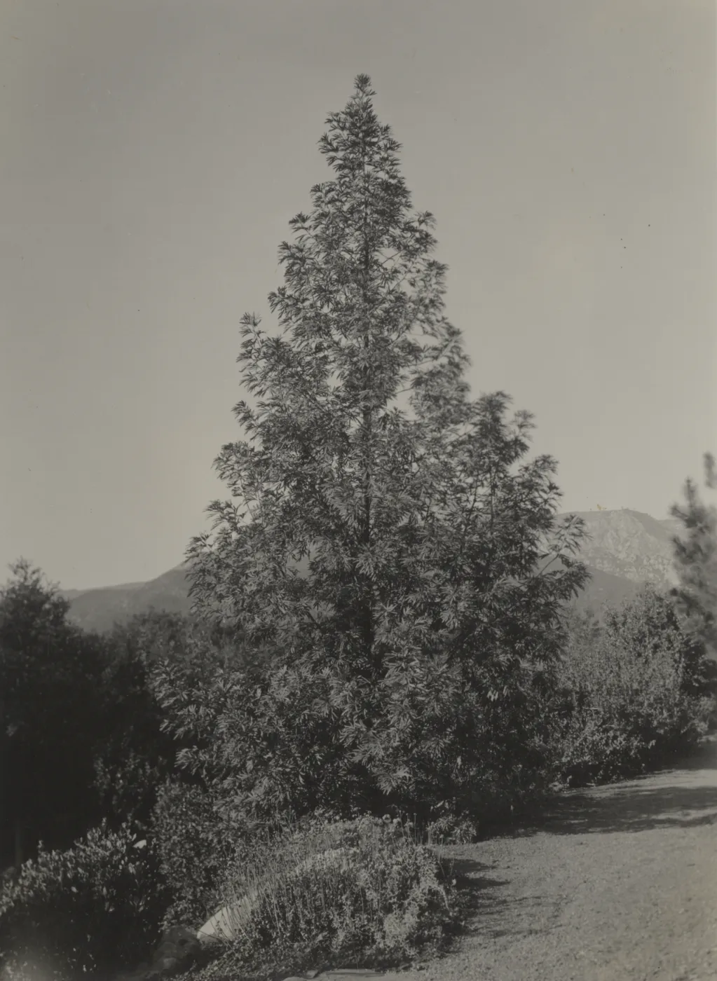 Ironwood tree, Island Section, 1934